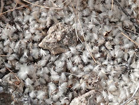 Fluffgrass (Dasyochloa pulchella)