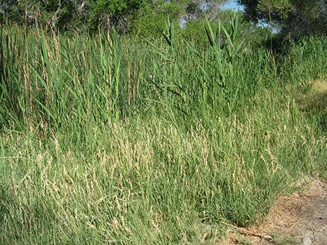 Saltgrass (Distichlis spicata)