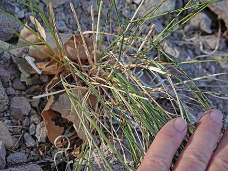 Squirreltail (Elymus elymoides)