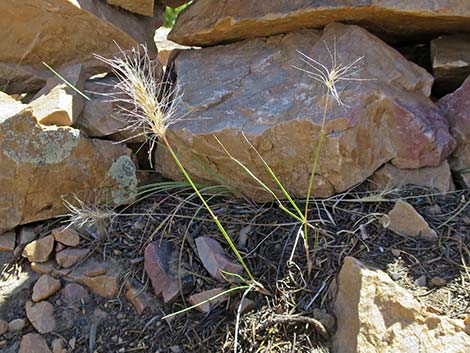 Squirreltail (Elymus elymoides)