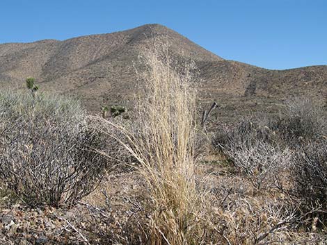 Sand Ricegrass (Achnatherum hymenoides)