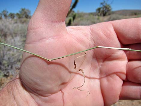 Bush Muhly Grass (Muhlenbergia porteri)