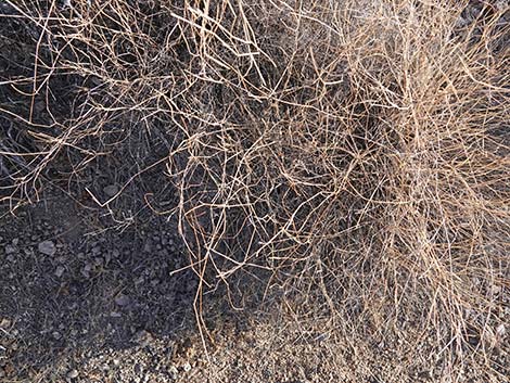 Bush Muhly Grass (Muhlenbergia porteri)