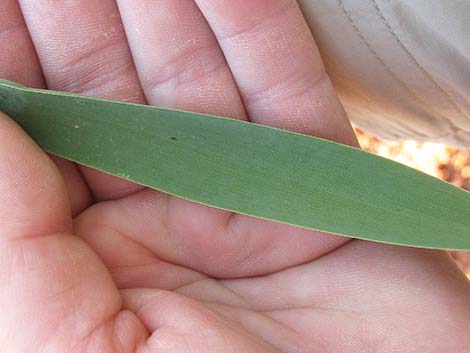 Common Reed (Phragmites australis)