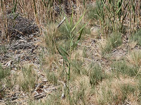 Common Reed (Phragmites australis)