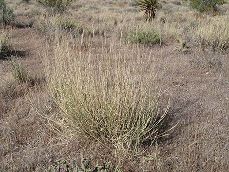 Big Galleta Grass (Hilaria rigida)