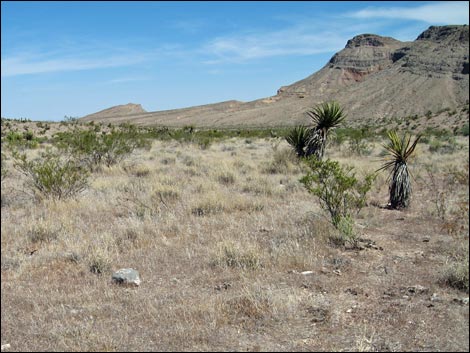 Big Galleta Grass (Hilaria rigida)