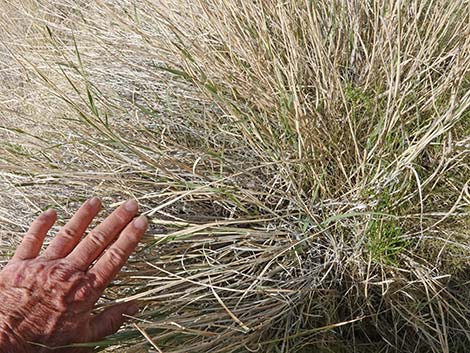 Big Galleta Grass (Hilaria rigida)