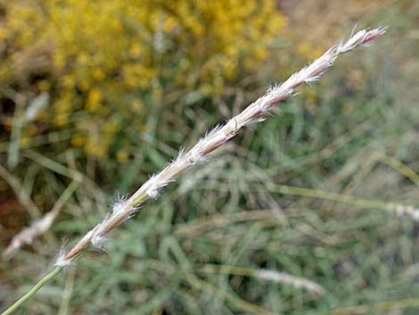 Big Galleta Grass (Hilaria rigida)