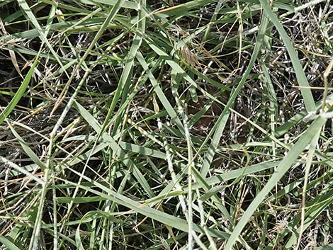 Big Galleta Grass (Hilaria rigida)