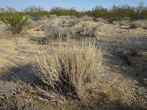 Big Galleta Grass (Hilaria rigida)