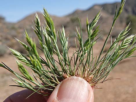 Common Mediterranean Grass (Schismus barbatus)