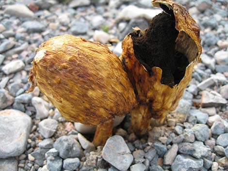 Desert Shaggy Mane Mushroom (Podaxis pistillaris)