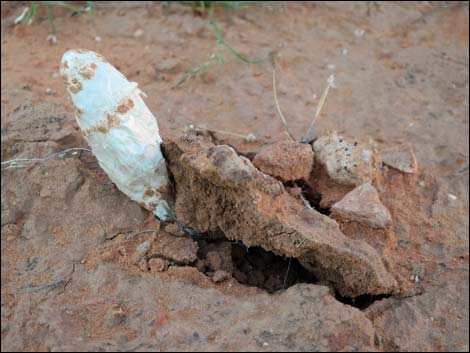 Desert Shaggy Mane Mushroom (Podaxis pistillaris)