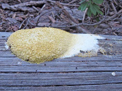 slime mold