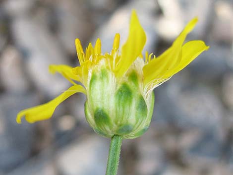 Shockley's Goldenhead (Acamptopappus shockleyi)