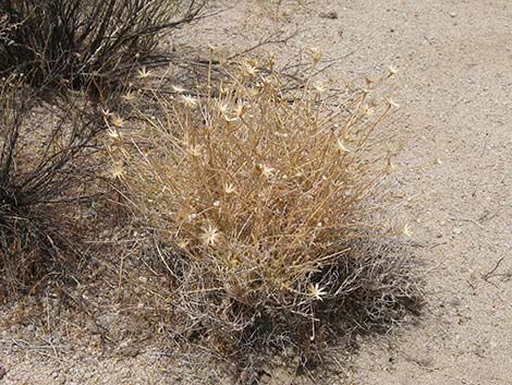 Cooper's Dogweed (Adenophyllum cooperi)