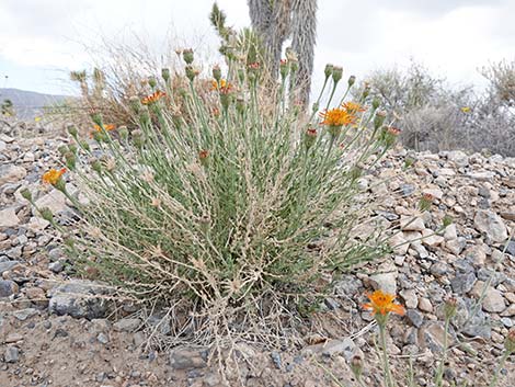 Cooper's Dogweed (Adenophyllum cooperi)