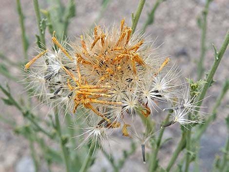 Cooper's Dogweed (Adenophyllum cooperi)