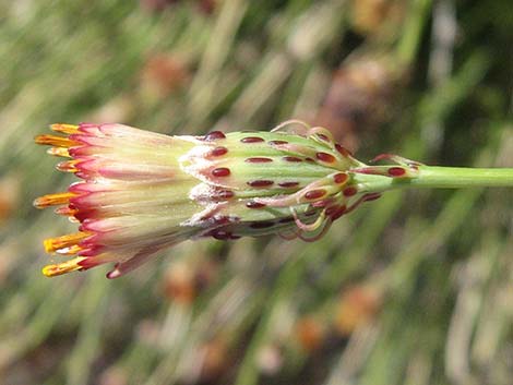 San Felipe Dogweed (Adenophyllum porophylloides)