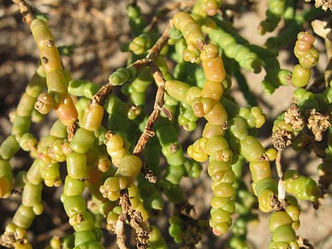 Iodinebush (Allenrolfea occidentalis)