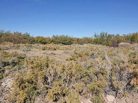 Iodinebush (Allenrolfea occidentalis)