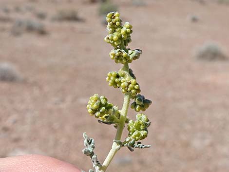 White Bursage (Ambrosia dumosa)