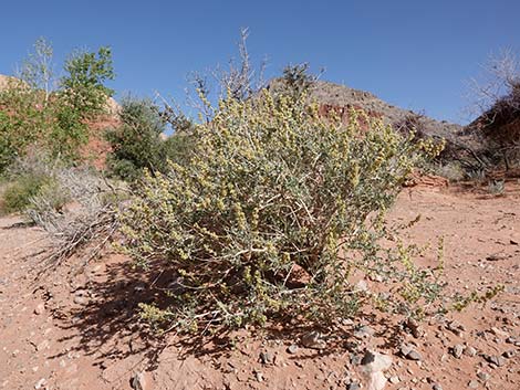 White Bursage (Ambrosia dumosa)