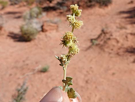 White Bursage (Ambrosia dumosa)