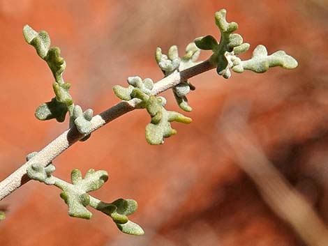 White Bursage (Ambrosia dumosa)