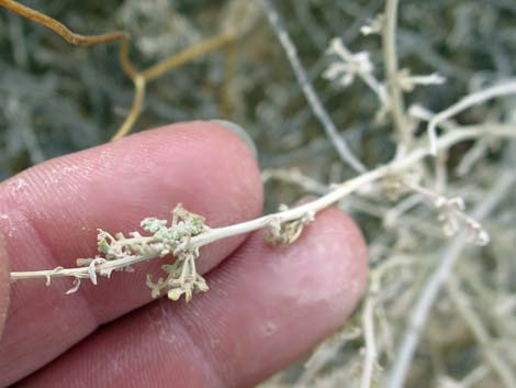 White Bursage (Ambrosia dumosa)