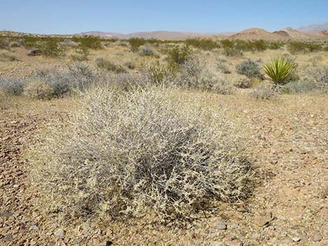 White Bursage (Ambrosia dumosa)