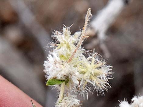 Woolly Fruit Burr Ragweed (Ambrosia eriocentra)