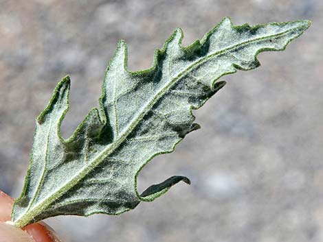 Woolly Fruit Burr Ragweed (Ambrosia eriocentra)