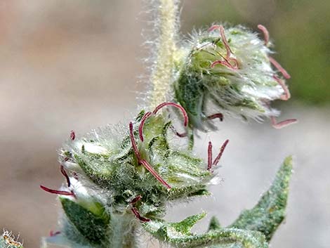 Woolly Fruit Burr Ragweed (Ambrosia eriocentra)