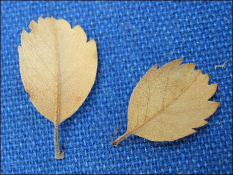 Utah Serviceberry (Amelanchier utahensis)