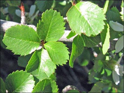 Utah Serviceberry (Amelanchier utahensis)