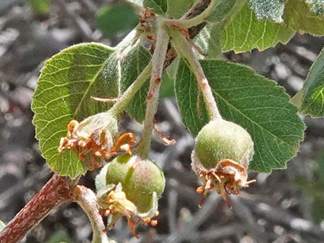 Utah Serviceberry (Amelanchier utahensis)