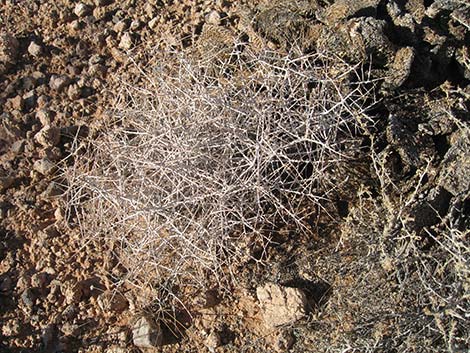 Fremont's Chaffbush (Amphipappus fremontii)