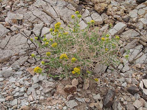 Fremont's Chaffbush (Amphipappus fremontii)