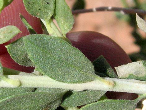 Fremont's Chaffbush (Amphipappus fremontii)