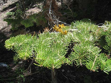 Dwarf Mistletoe (Arceuthobium abietinum)