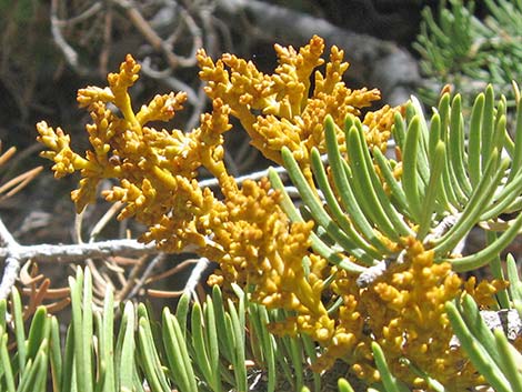 Western Dwarf Mistletoe (Arceuthobium campylopodum)