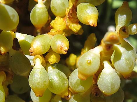 Dwarf Mistletoe (Arceuthobium abietinum)