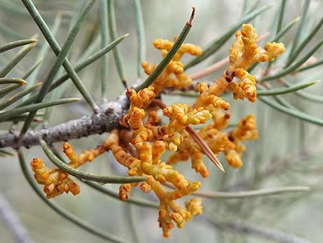 Pinyon Dwarf Mistletoe (Arceuthobium divaricatum)