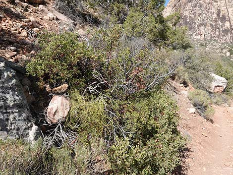 Manzanita (Arctostaphylos spp.)