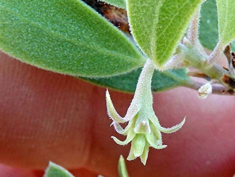 Pointleaf Manzanita (Arctostaphylos pungens)