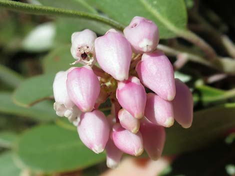 Pointleaf Manzanita (Arctostaphylos pungens)