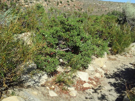 Pointleaf Manzanita (Arctostaphylos pungens)