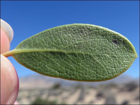 Pointleaf Manzanita (Arctostaphylos pungens)